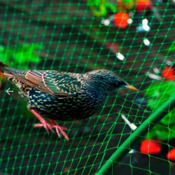 Filet anti-oiseaux vert 2x10m
